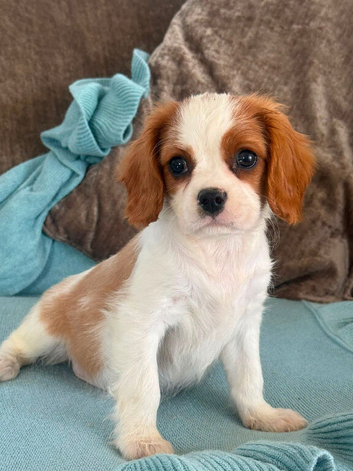 *Ready For New Homes*  Cavalier King Charles