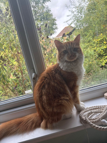 Lovely Ginger male - looking for his forever home