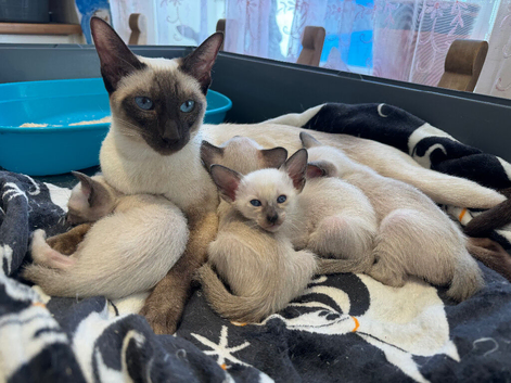 Full Traditional Siamese kittens