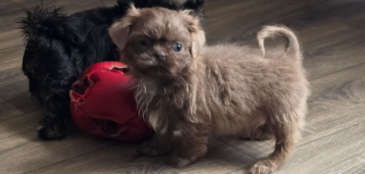 Stunning imperial Shih Tzu puppies ready now, offers considered for right homes