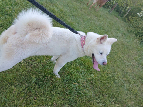 Akita