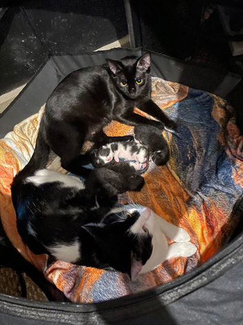 Kittens for sale