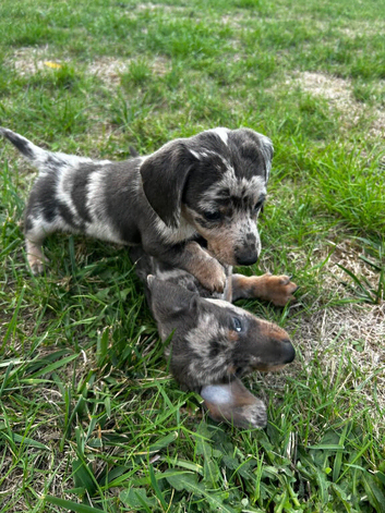 kaninchen dashound puppies