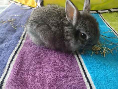 Mini lion lop x Netherland dwarf