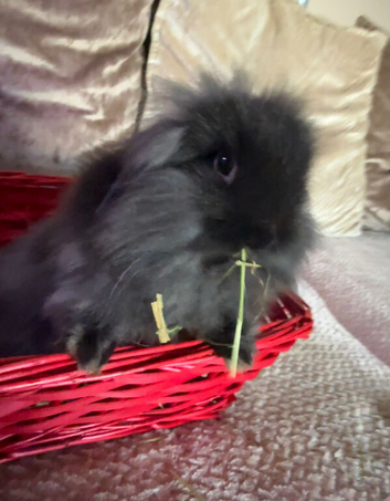 Mini baby lops