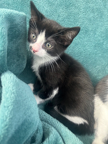Kitten