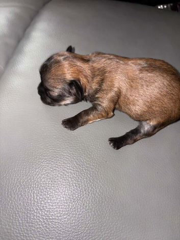 1 male and one female chihuahua pup