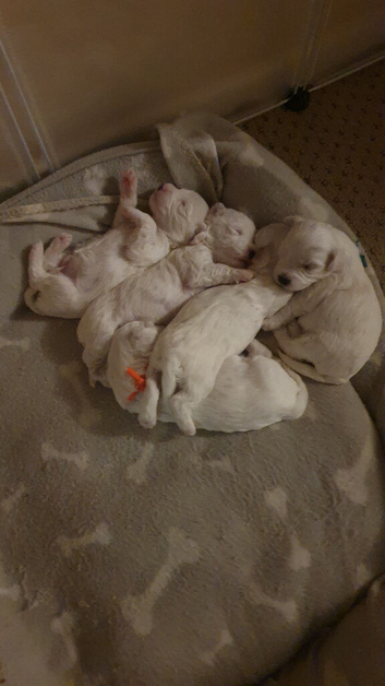 wonderful puppies