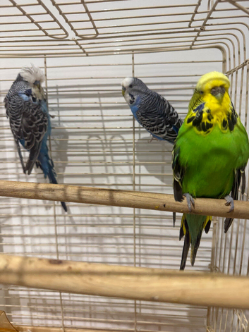 3 Budgies