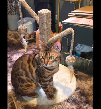 Bengal male