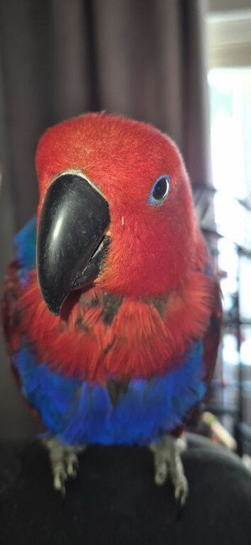 Talkative female eclectus.