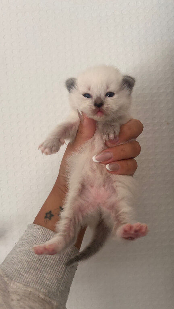 Ragdoll kittens