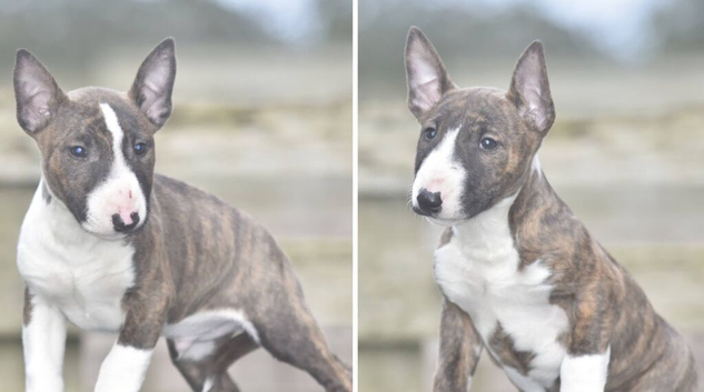 Stunning miniature english bull terrier puppies