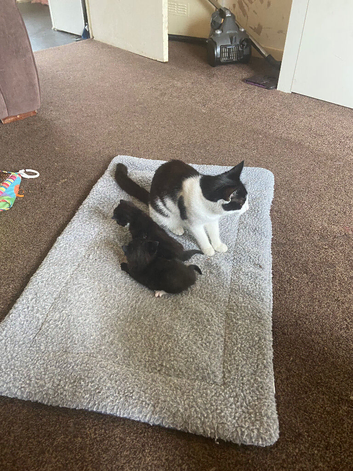 Kitten for sale