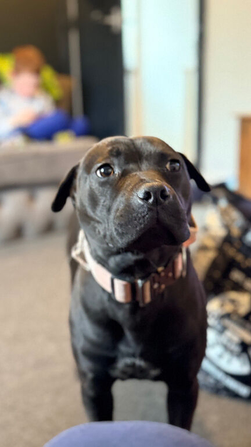 Female staff x shar pei
