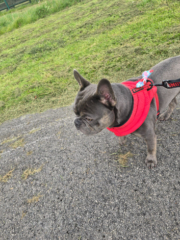 French bulldog