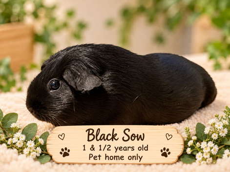 Guinea Pigs For Sale