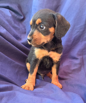Last beautiful little boy jack russell