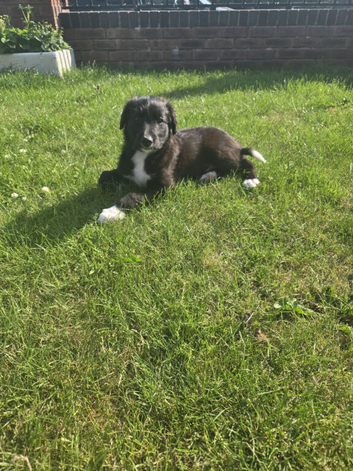 Lurcher puppies 2 left ready to go