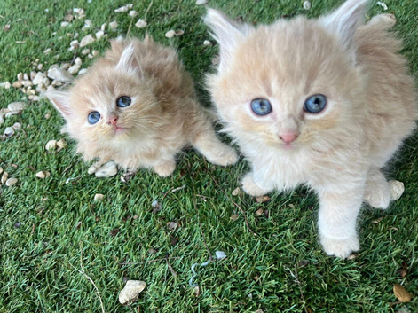 Beautiful kittens