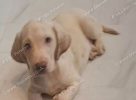 labradoodles for sale last 1 boys left