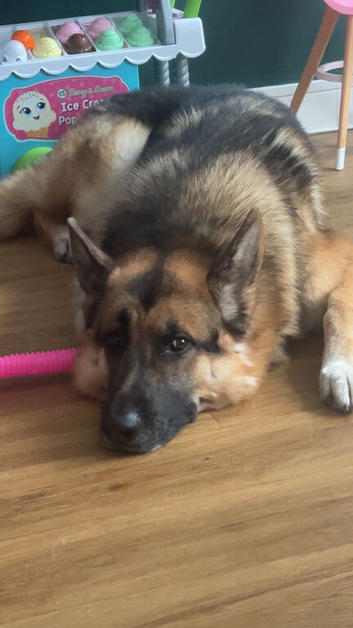 German shepherd