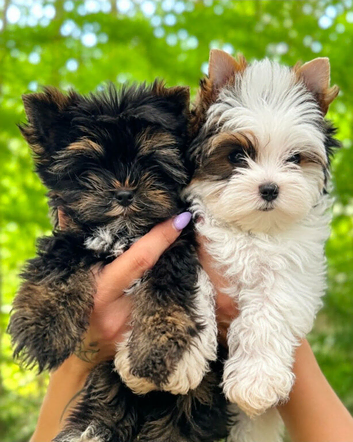 2 Beautiful Yorkshire Terrier Boys &ndash; Ready Now