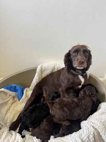 F1 cockapoo puppys