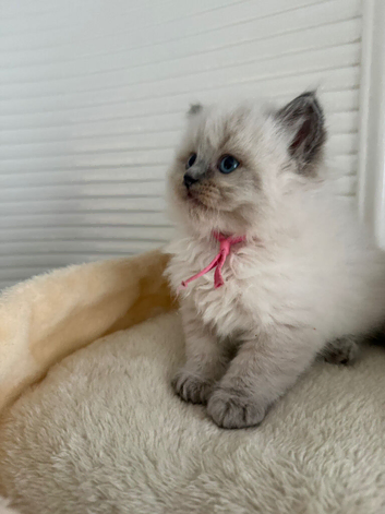 Ragdoll kittens