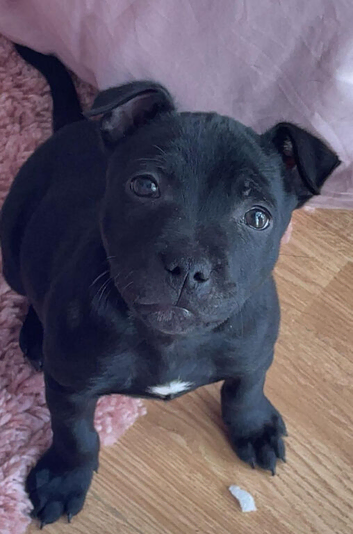 Gorgeous staffy female pup