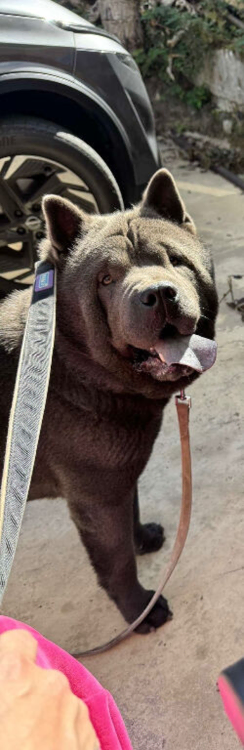 Smooth coated chow chow