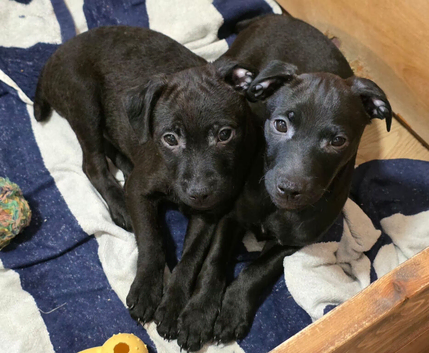 Beautiful Patterdale Puppies
