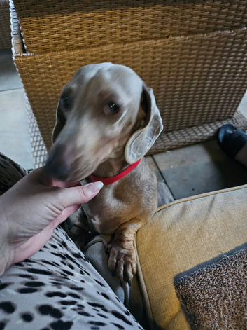 Lilac and fawn female miniature dachshund