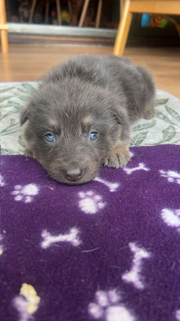 BLUE & TAN GERMAN SHEPHERD PUPPIES