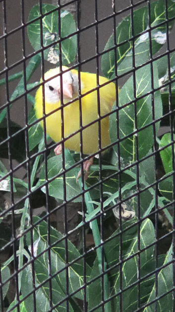Blue face parrot finches