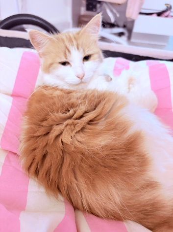 Rehoming angel