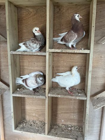 Young rollers for sale