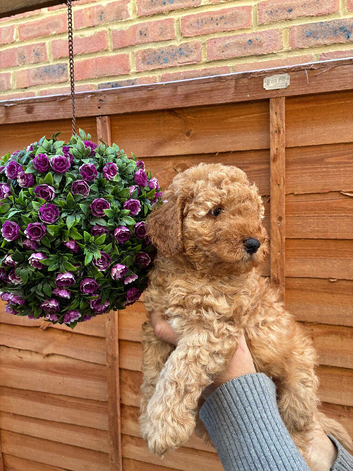 Beautiful Cockapoo puppies for Sale Ready to Leave