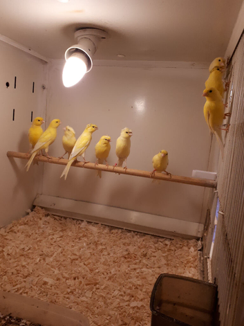 Rhylander canaries