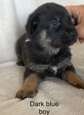 German Shepherd X Puppies For Sale