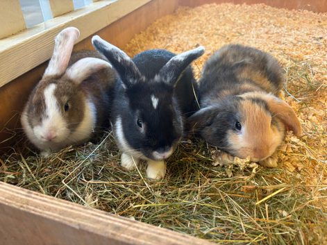 8 week old rabbits for sale