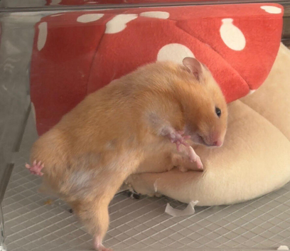 Adorable Syrian Hamster Looking for a Loving Home