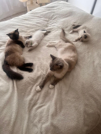 Adorable Pedigree Ragdoll Kittens For Sale