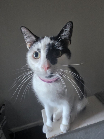 19 month old female cat for rehoming