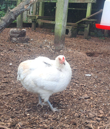 2 beautiful chooks laying well