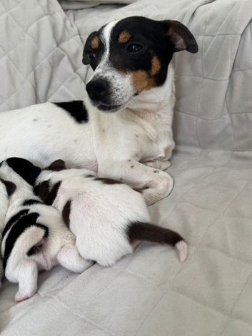 Jack Russels
