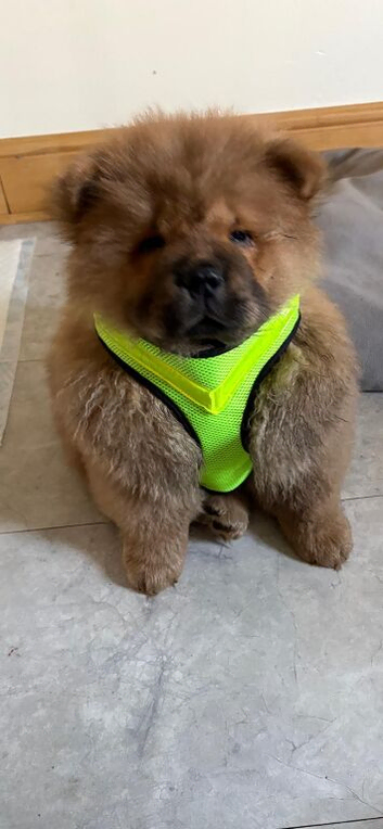 18 week old chow chow male puppy