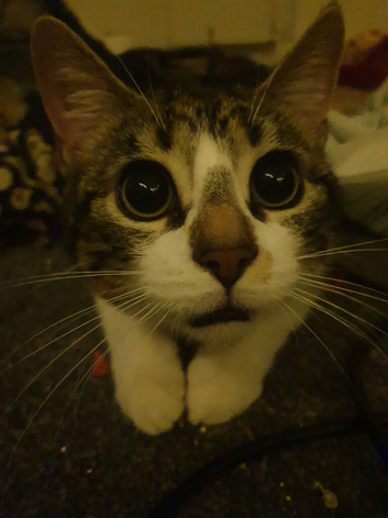 Sweet and affectionate Mickey - comes with things