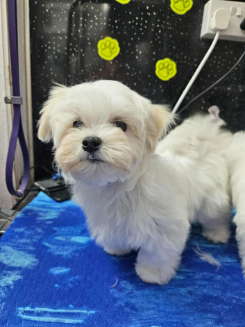 Outstanding Quality Maltese Puppy Boy Available