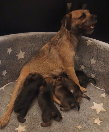 Border terrier puppies north east uk